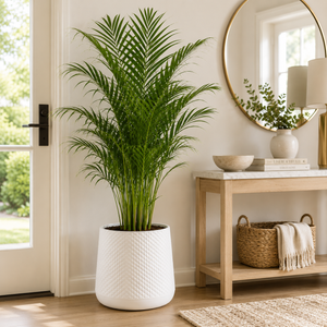 White textured planter displaying a palm beside an entryway console — Sona Casa