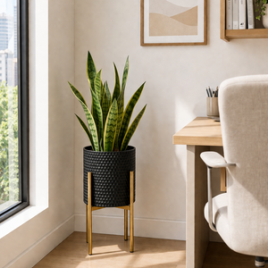 Home office with a plant in a black pot, desk, and chair.