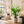 2.1 Meter Tall Artificial Traveler Banana Tree with 5 Branches and 22 Green Leaves – Lush Tropical Indoor Home Decor Plant