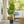 Large Artificial Bird of Paradise, 47