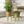 Rustic Gold Foil Metal Plant Pots Set with Stand for Fresh or Artificial Plants, Indoor Home Office Decor, Gifts