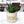 Fake Haworthia Succulent in White Ceramic Planter 5