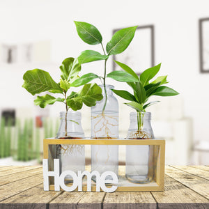 Hydroponic Glass Vases Set 8" Glass Propagation Pot, Wooden Frame | Home Decor