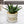 Fake Haworthia Succulent in White Ceramic Planter 5