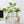 Hydroponic Glass Vases Set 8