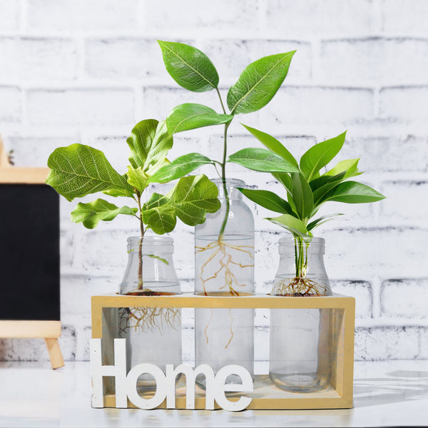 Hydroponic Glass Vases Set 8" Glass Propagation Pot, Wooden Frame | Home Decor