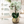 Elegant Gold Ceramic Vase with Artificial Green Orchid - Accent Collection