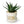 Fake Haworthia Succulent in White Ceramic Planter 5