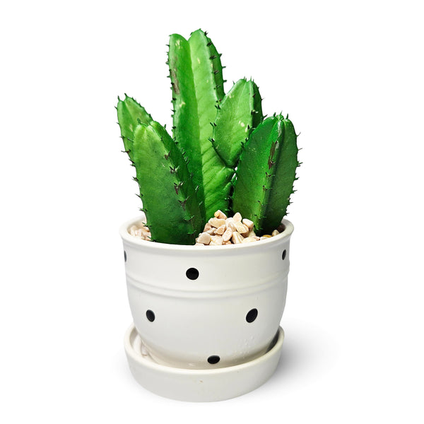 Potted Faux Mini African Milk Tree, 5" Artificial Cactus in White Planter by Sona Casa