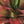 Potted Artificial Succulent in White Planter, 5