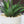 Fake Haworthia Succulent in White Ceramic Planter 5