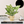 Golden Ceramic Planter with Faux Plant - 18