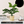 Golden Ceramic Planter with Faux Plant - 18