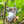 Little Swinging Koala